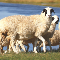 华工兄弟羊肉店