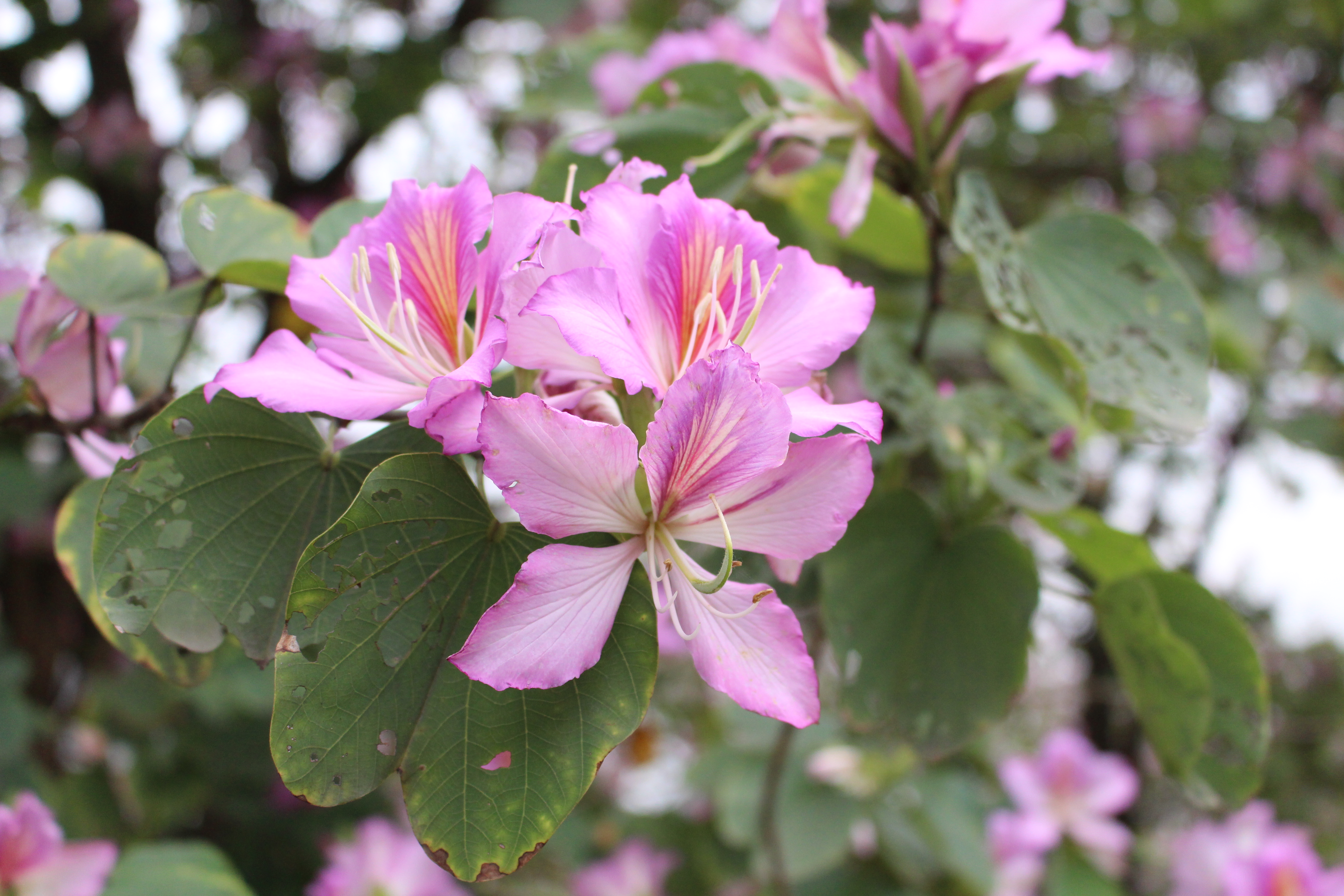 商家还没上传执照