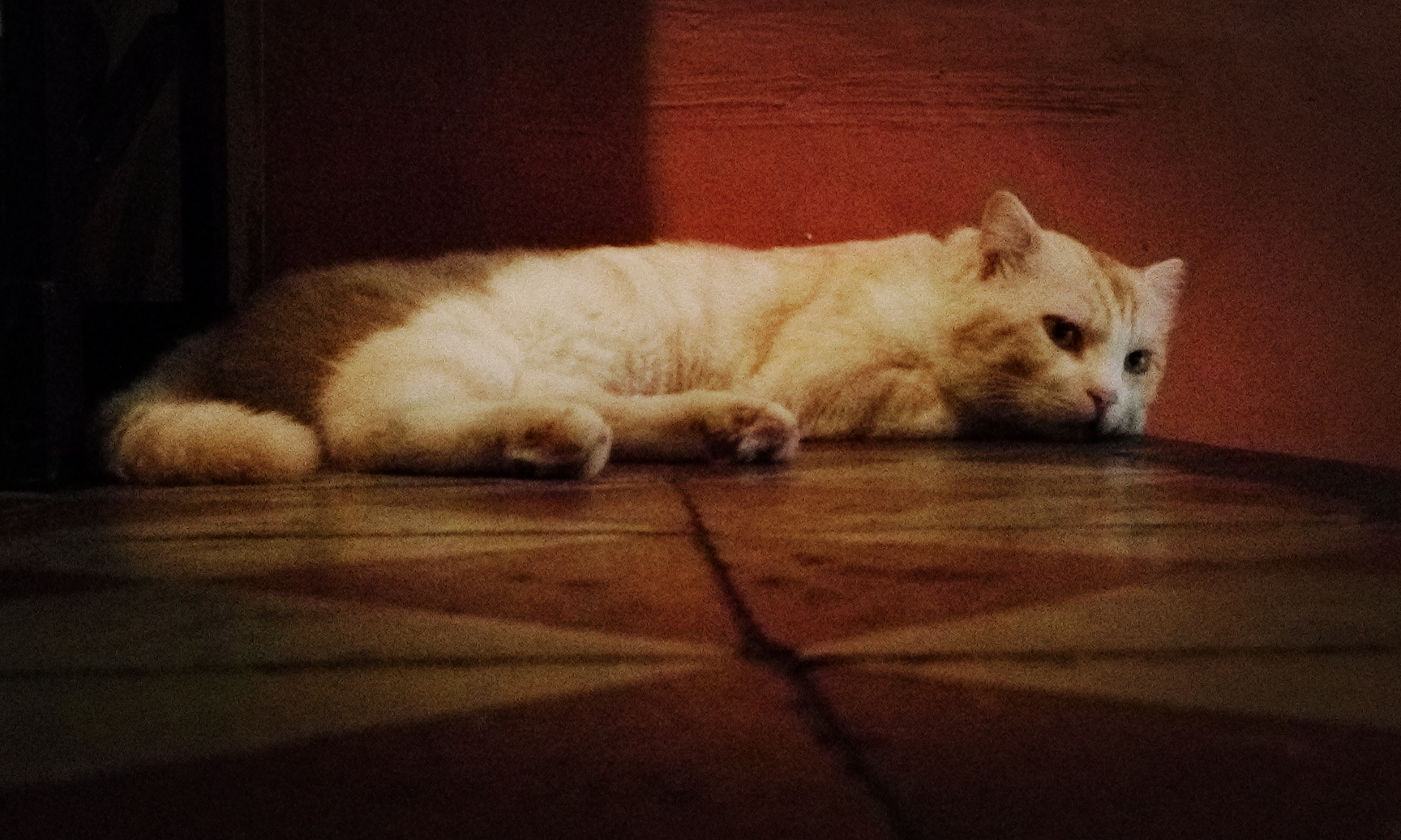 商家还没上传执照