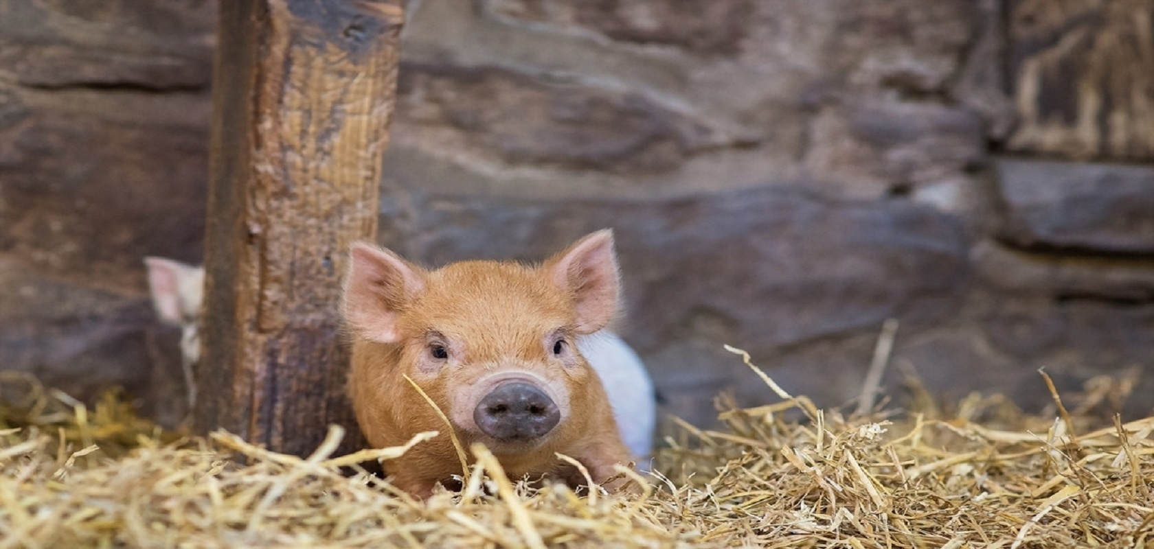 商家还没上传执照