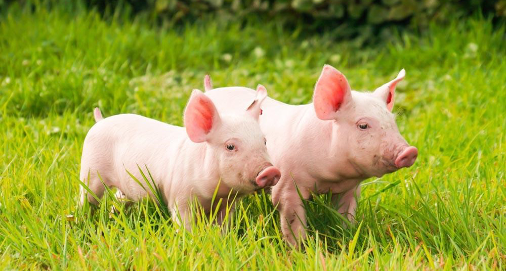 商家还没上传执照